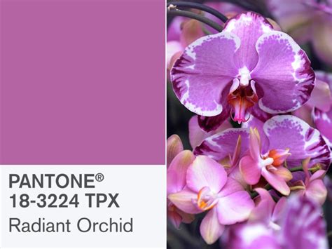 Pantone's Radiant Orchid is 2014's Color of the Year