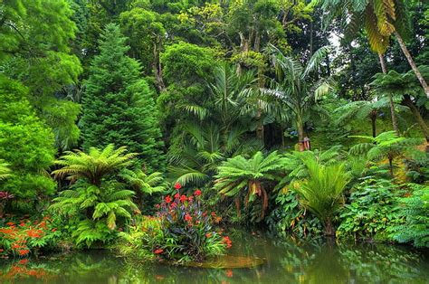 HD wallpaper: Earth, Jungle, Flower, Forest, Pond, Rainforest, Tropical | Wallpaper Flare