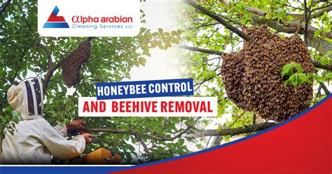 Protect your family with the help of honeybee control and by beehive removal - Alpha Arabian ...