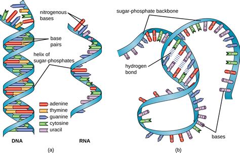 Structure and Function of RNA | Microbiology