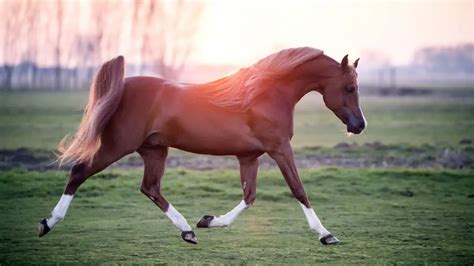 Arabian Horse Names (350 Awesome Ideas For Males And Females)