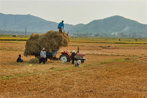 Rice Harvest Yellow Field Straw - Free photo on Pixabay - Pixabay