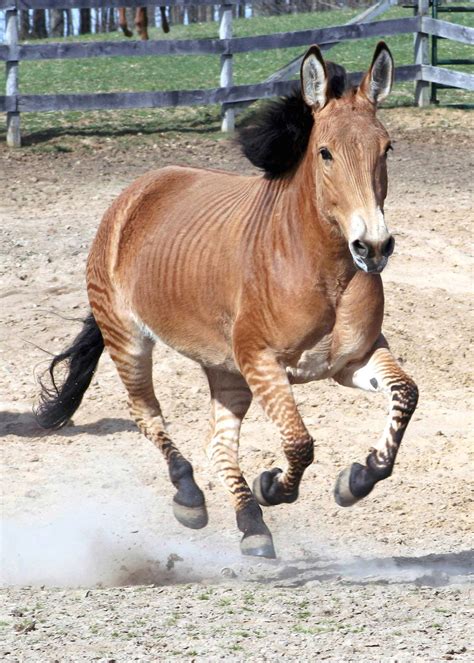 Pin by Mallory M on Zorses, Zonies, & Zonkeys | Horses, Zorse, Animals beautiful