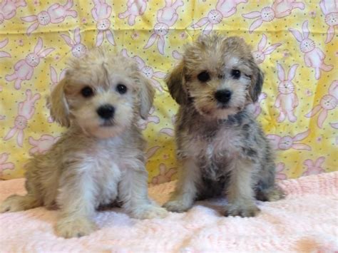 Toy Yorkie Poo Full Grown | Wow Blog