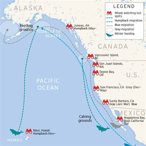 Hawaii Humpback Whale Population Graph