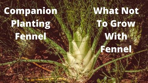 Companion Planting Fennel - Growing Guides