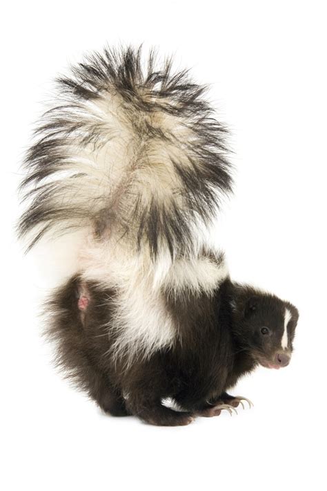 Skunk Removal, Skunk relocation, St. Louis MO