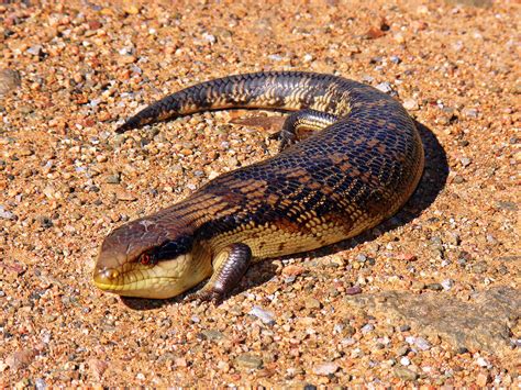 Skink - Wikipedia