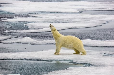 Polar bear hunting seals - Stock Image - C046/5380 - Science Photo Library