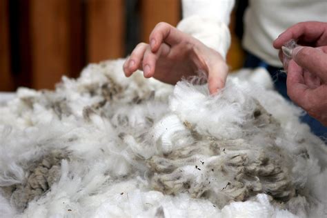 From Sheep to Shop - How your wool clothes are made