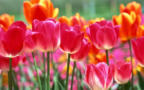 Fonds d'ecran Tulipes Fleurs télécharger photo