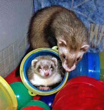 Ferrets Playing - All Pet News