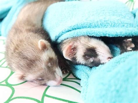 Who lies behind Friendly Ferret? - Friendly Ferret