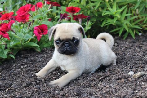 Pug Puppies For Sale | Plainfield, NJ #252141 | Petzlover