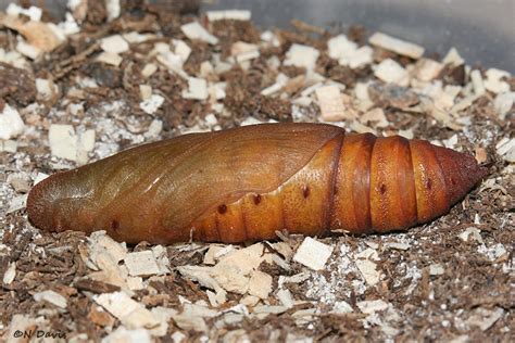 Photos of Utah Moths, White-lined Sphinx, Sphingidae Hyles lineata, Pupae