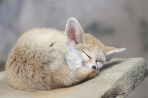 Sleeping Fennec Fox. | Fennec fox, Fox, Cute animals