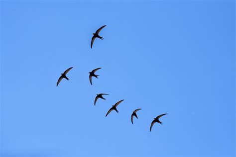 Swallow Bird Migration - How, Why, and Where Do Swallows Migrate?