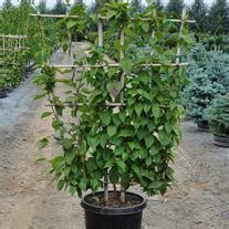 Actinidia | Wholesale Nursery Supplies & Plant growers in Oregon | Nursery Guide