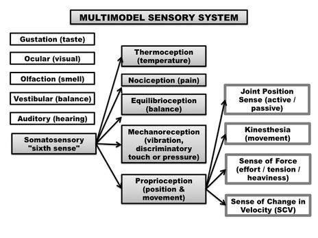 Proprioception - Physiopedia