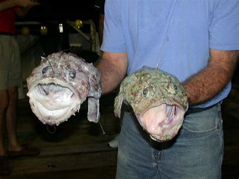 NOAA Ocean Explorer: Islands in the Streams 2001: two anglerfish