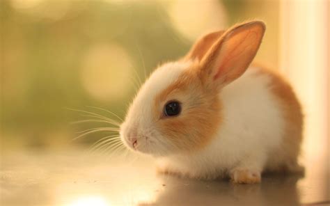 Baby Bunny Wallpapers - Top Free Baby Bunny Backgrounds - WallpaperAccess