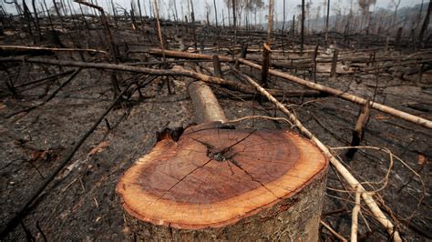 Brazil: Rate of deforestation in Amazon rainforest at highest level in 11 years - Dynamite News