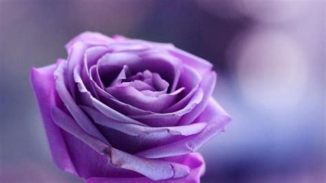 Purple Rose Backgrounds - Wallpaper Cave