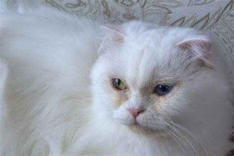 192 White Persian Cat Different Eyes Stock Photos - Free & Royalty-Free ...