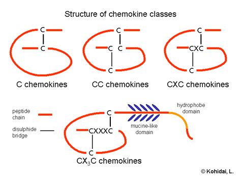 Difference Between Cytokines and Chemokines | Structure, Types, Function