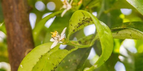 Why are my orange tree leaves curling? - Get Answers