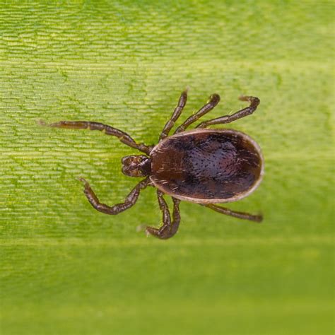 Pest ID - Brown Dog Tick - Proactive Pest Control