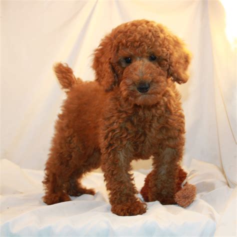 Toy Poodle Full Grown Apricot | Wow Blog