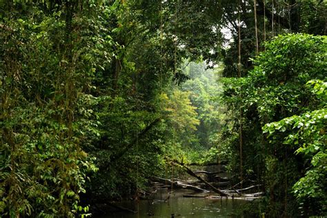 Deforestation in Borneo: Causes and Conservation Efforts | Earth.Org