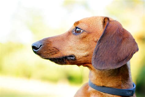 Best Dachshund Dog Side View Profile Stock Photos, Pictures & Royalty ...