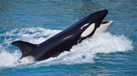 Why are orcas suddenly ramming boats? - BBC Future