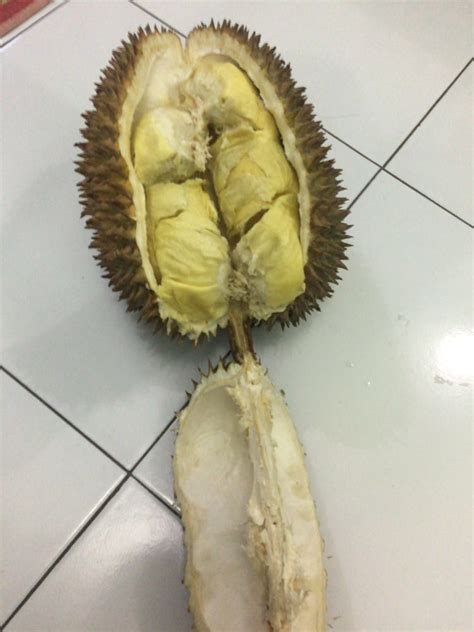 Waryo Durian: Cara mencangkok pohon durian