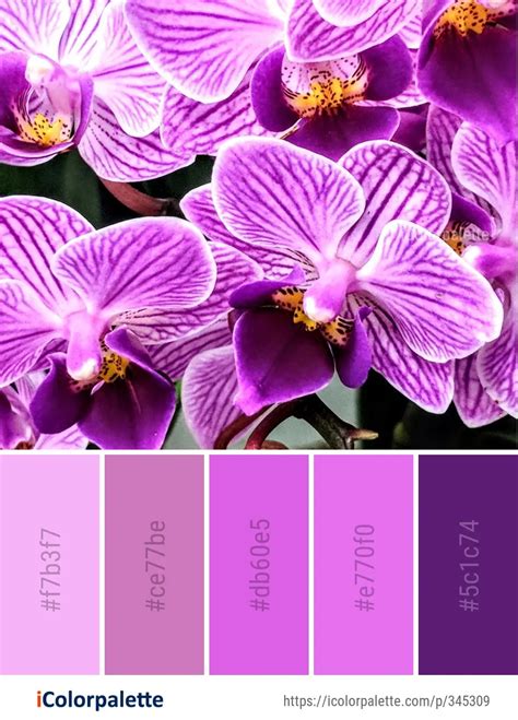 187 Orchid Color Palette ideas in 2024 | iColorpalette