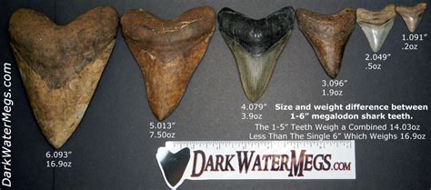 Megalodon Shark Teeth Facts