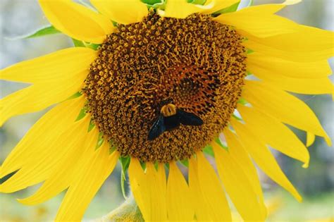 Premium Photo | Close-up of honey bee on sunflower