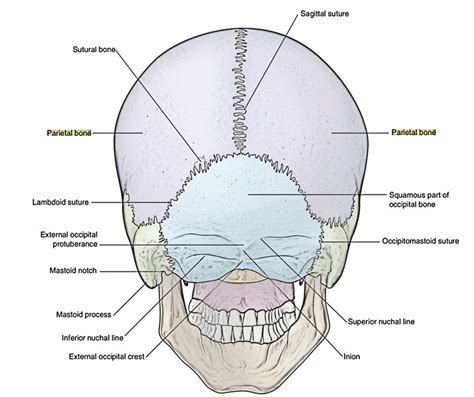 Parietal Bone – Earth's Lab