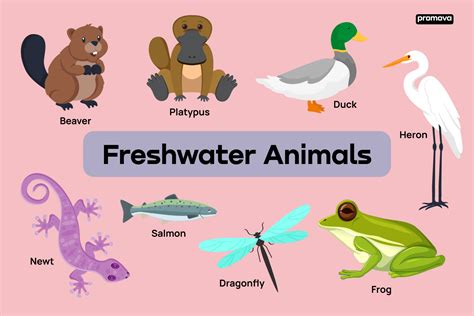 Freshwater Animals Vocabulary And Definitions