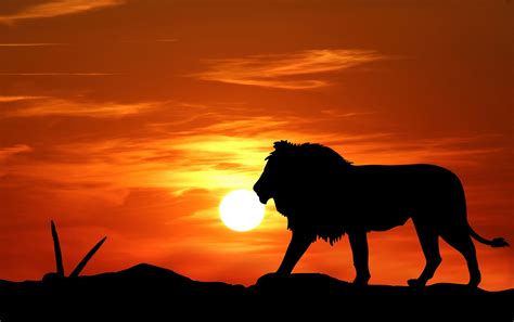 Lion Sunset Silhouette Free Stock Photo - Public Domain Pictures