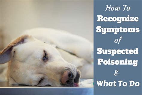 If My Dog Ate Something Bad How Long before Symptoms : Recognizing the Signs - Dog Show TV