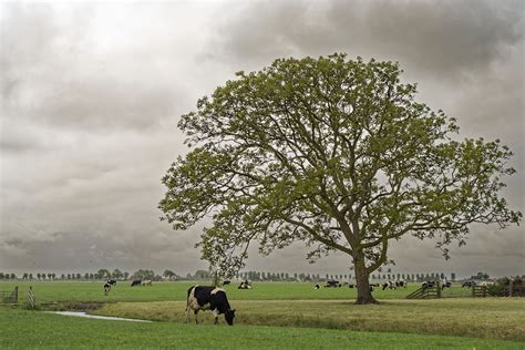 Landscape Cows Pasture - Free photo on Pixabay