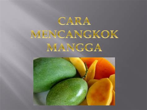 PPT - Cara Mencangkok Mangga PowerPoint Presentation, free download - ID:438544