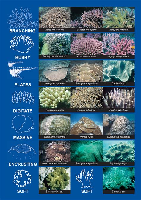 Pin on いきもの | Oceanography marine biology, Marine biology, Oceanography