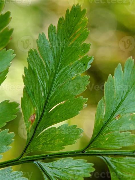 macro photography, close up of leaf texture 22724804 Stock Photo at Vecteezy