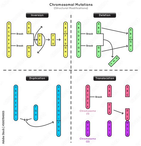 Chromosomal Mutations Structural Modifications Infographic Diagram ...