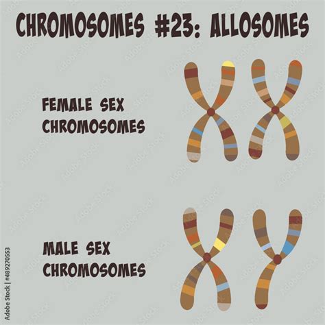 Allosomes chromosome number 23 sex chromosomes Stock Vector | Adobe Stock