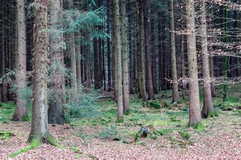 View Into A Dark Forest With Pine And Oak Trees Stock Photo - Image of landscape, dark: 174037292